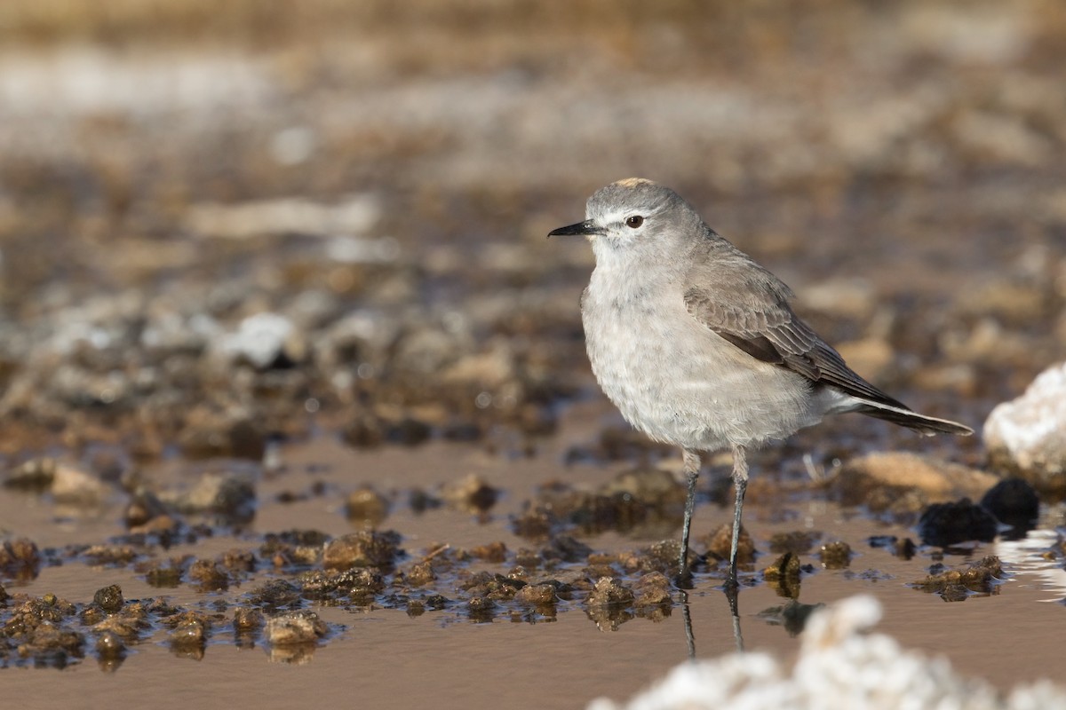 Ochre-naped Ground-Tyrant - ML477473741