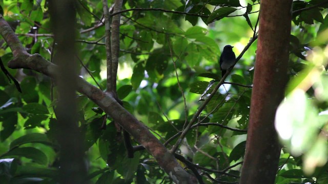 White-tailed Flycatcher - ML477474