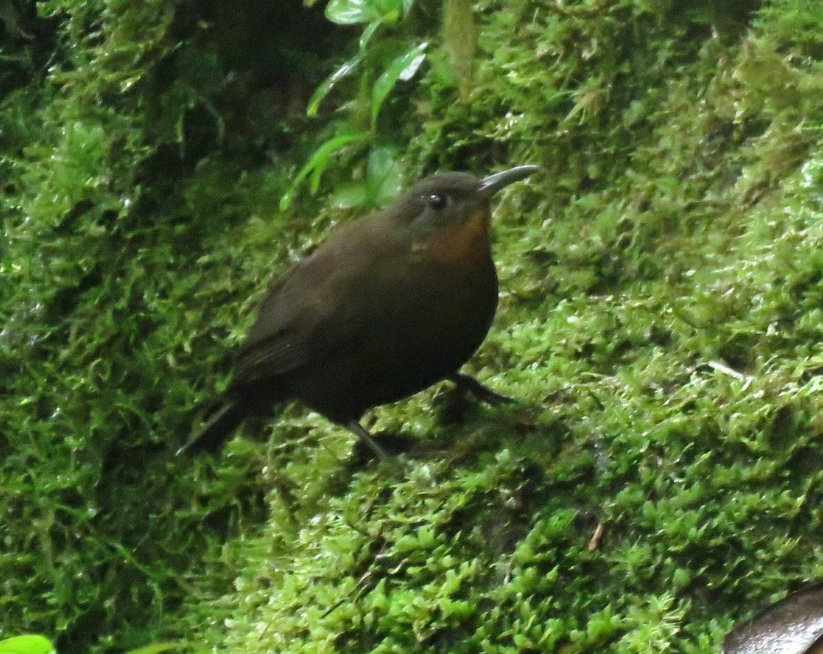 South American Leaftosser (Andean) - ML477474741