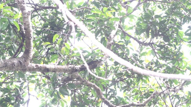 Thick-billed Green-Pigeon - ML477475