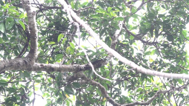 holub indomalajský - ML477476