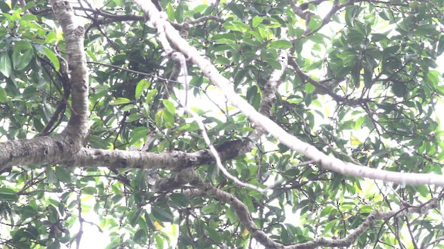 Thick-billed Green-Pigeon - ML477476