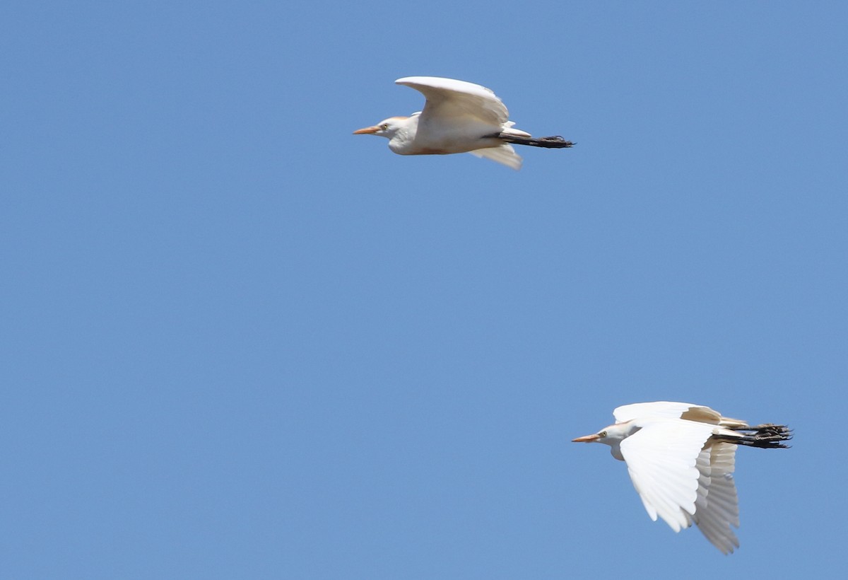 Western Cattle Egret - ML477476071