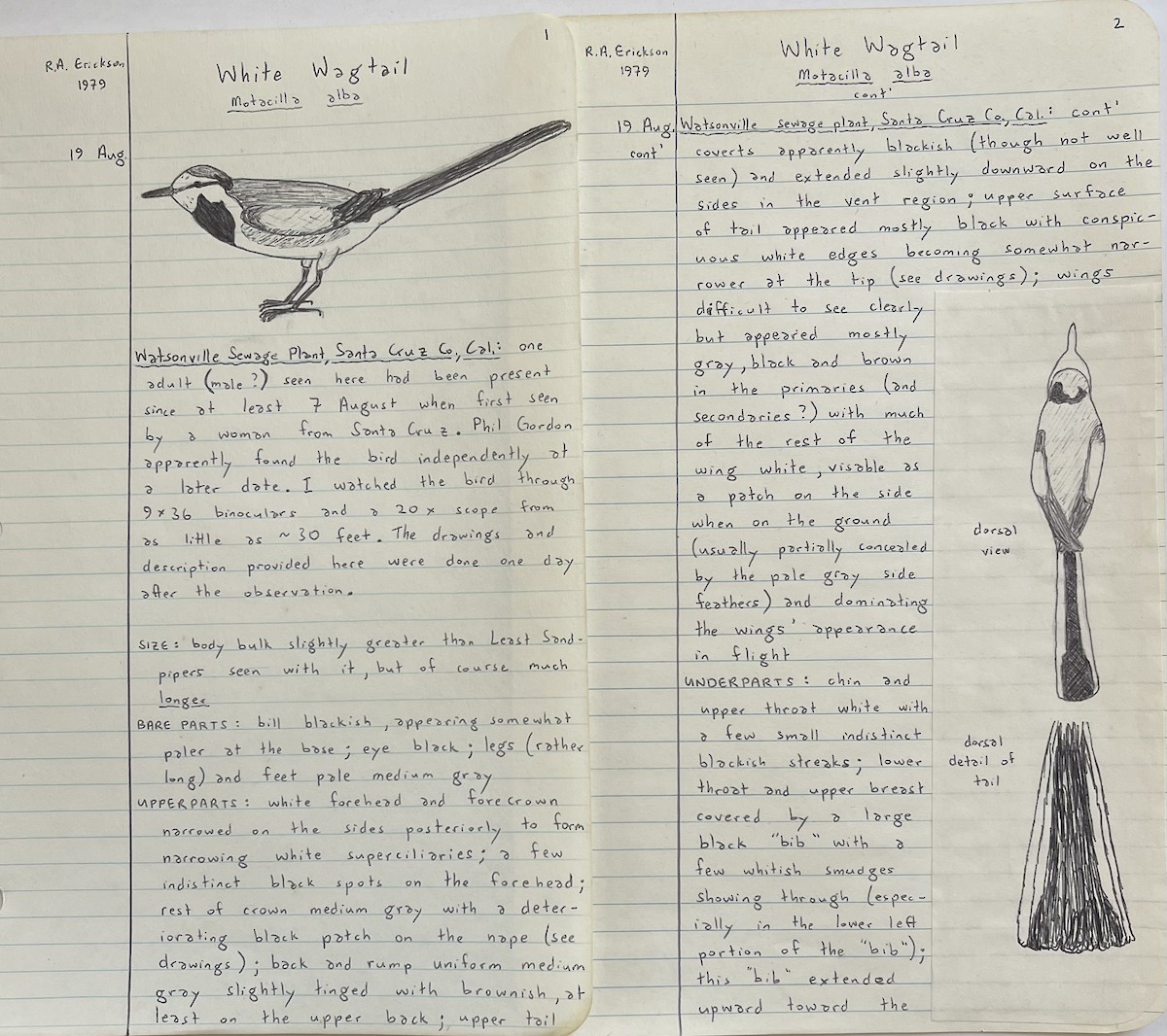 eBird Checklist - 19 Aug 1979 - CARE Park (Pajaro River Picnic Area ...
