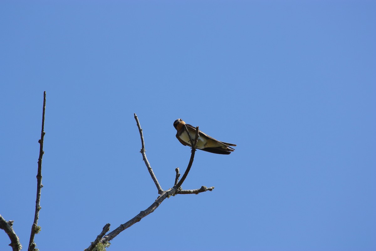 Golondrina Común - ML477477491