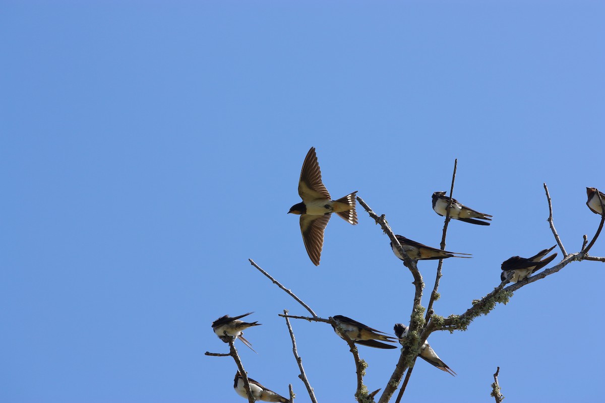 Barn Swallow - ML477477621