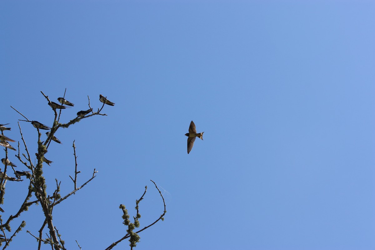 Barn Swallow - ML477477631