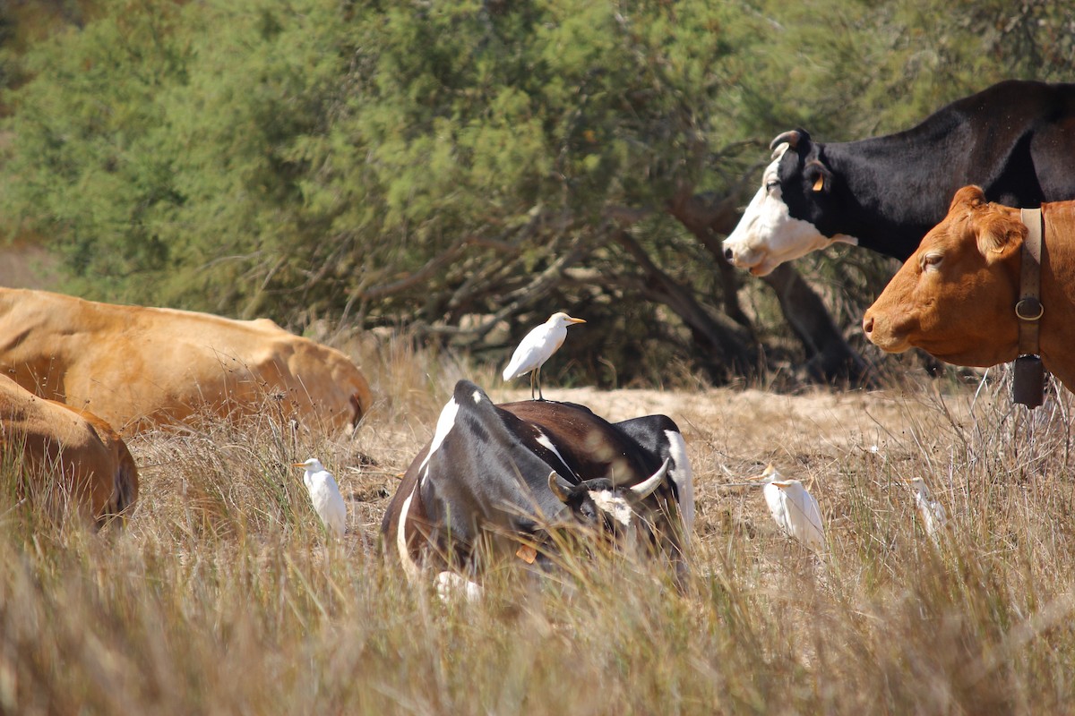 Western Cattle Egret - ML477477821