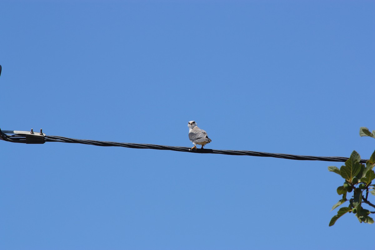 Black-winged Kite - João Vieira Silva