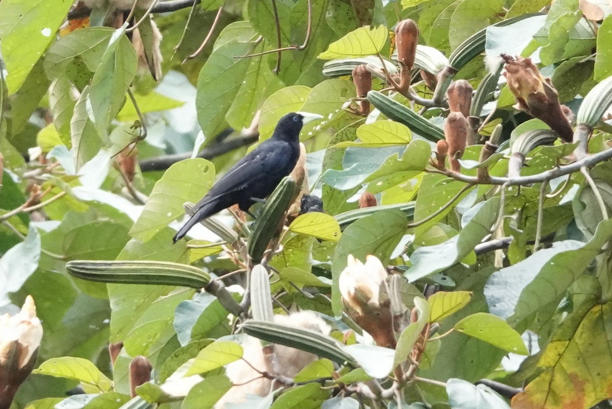 Scarlet-rumped Cacique - Benoît Segerer