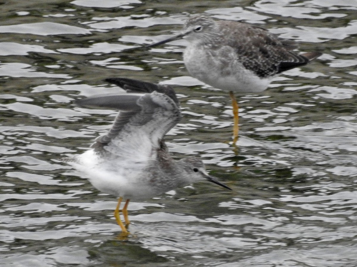 Lesser Yellowlegs - ML477478321