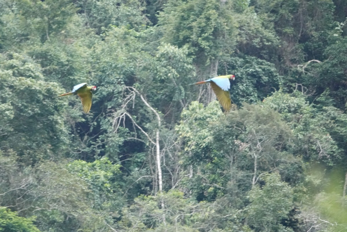 Guacamayo Militar - ML477478751