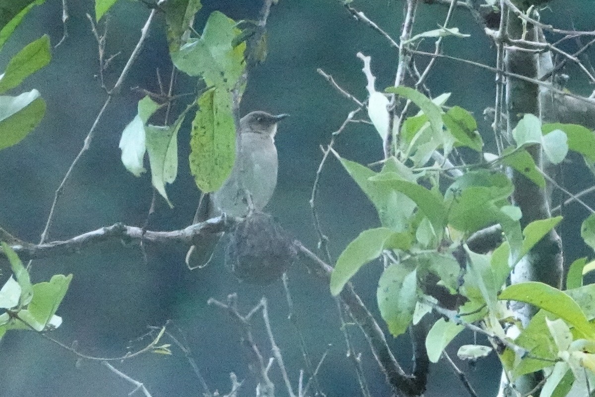 Black-billed Thrush - ML477479251