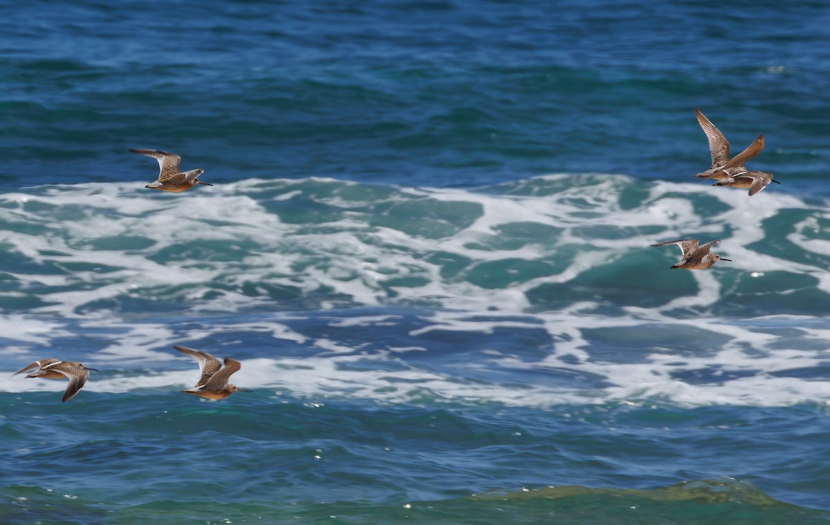 Short-billed Dowitcher - Gloria Archilla