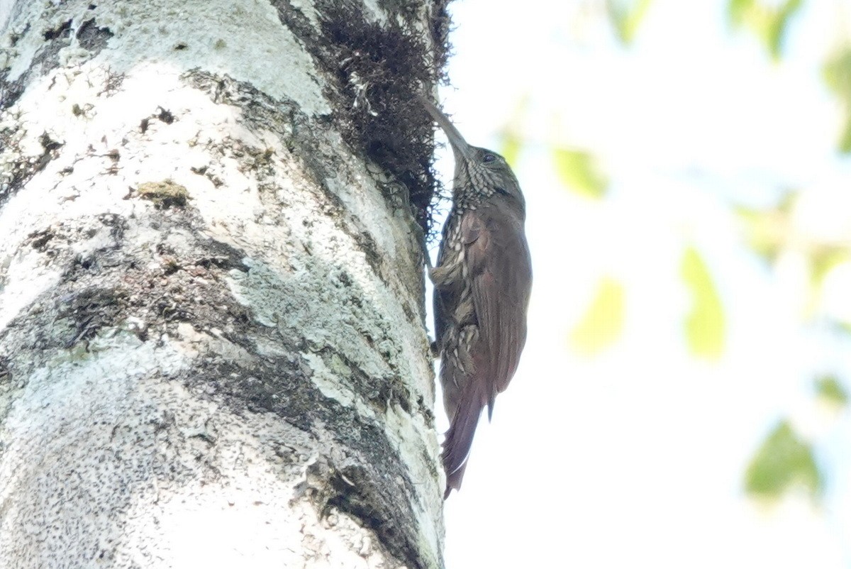 Inambari Woodcreeper - ML477480781