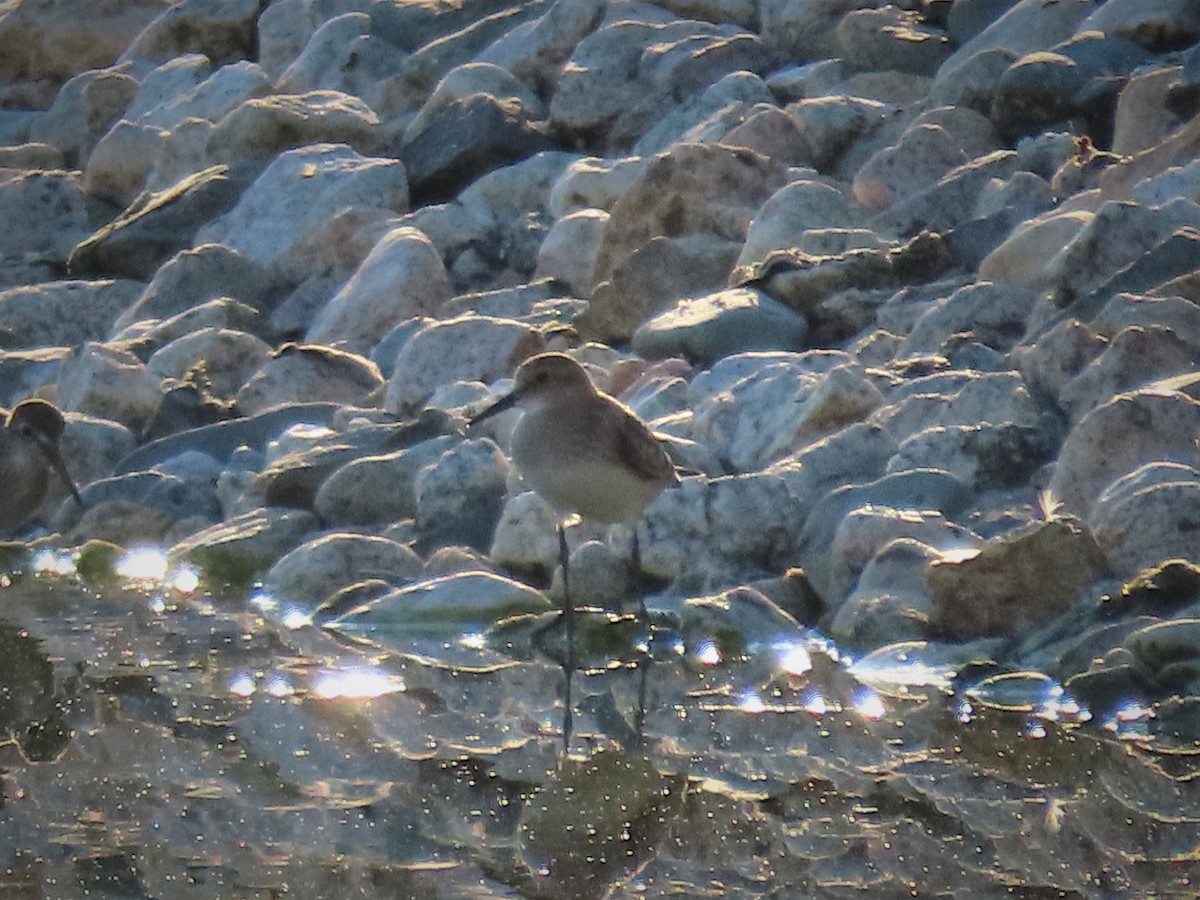 Baird's Sandpiper - ML477482361