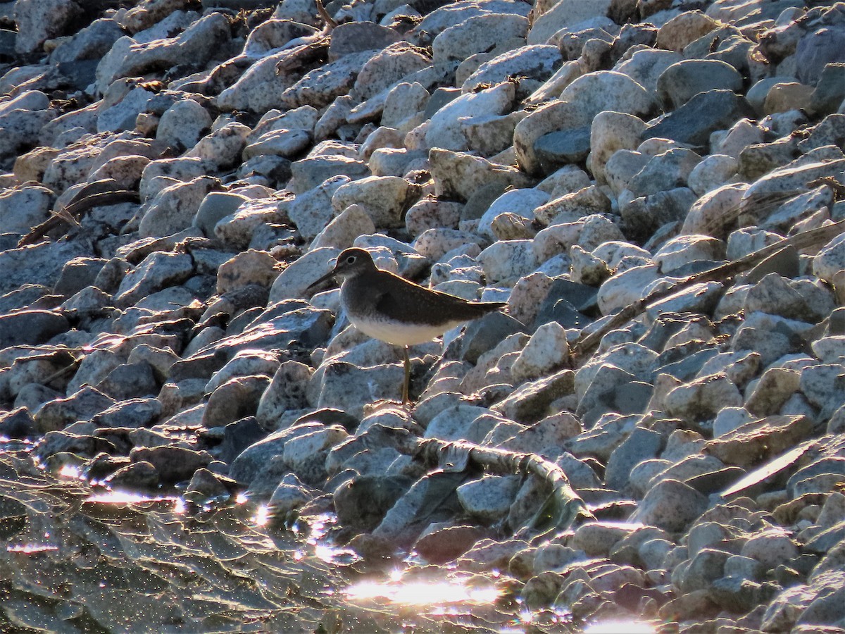 Solitary Sandpiper - Andrew Pratt