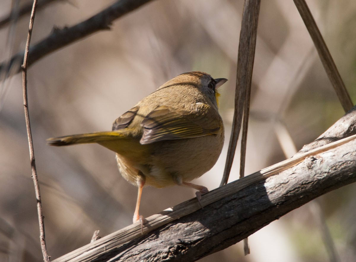 Gray-crowned Yellowthroat - ML477483391