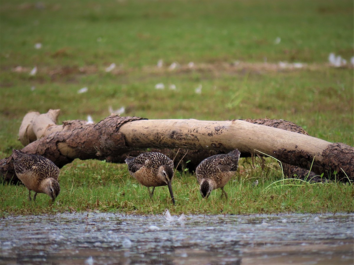 Long-billed Dowitcher - ML477483531