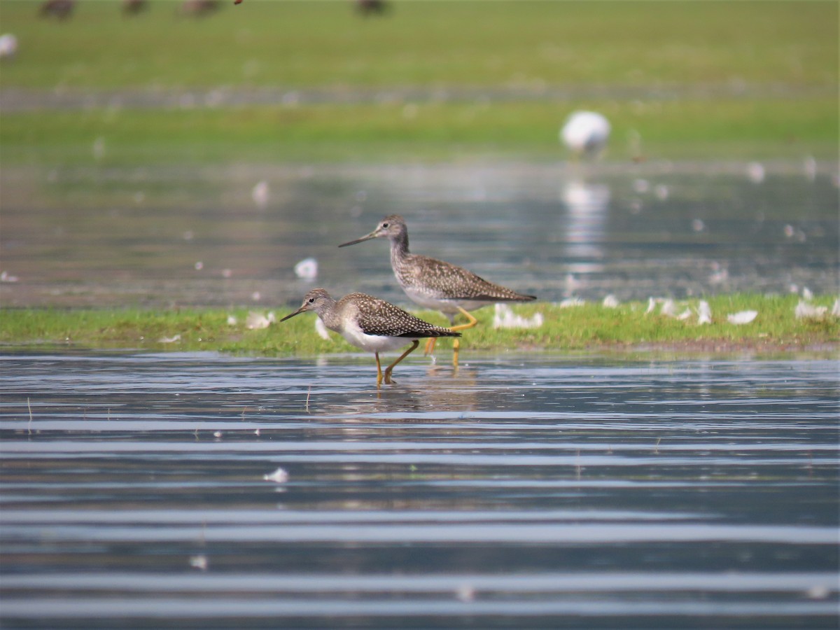 Lesser Yellowlegs - ML477483661