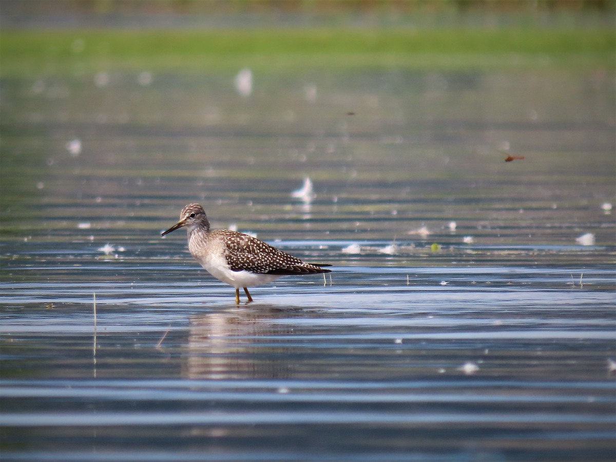 Lesser Yellowlegs - ML477483671