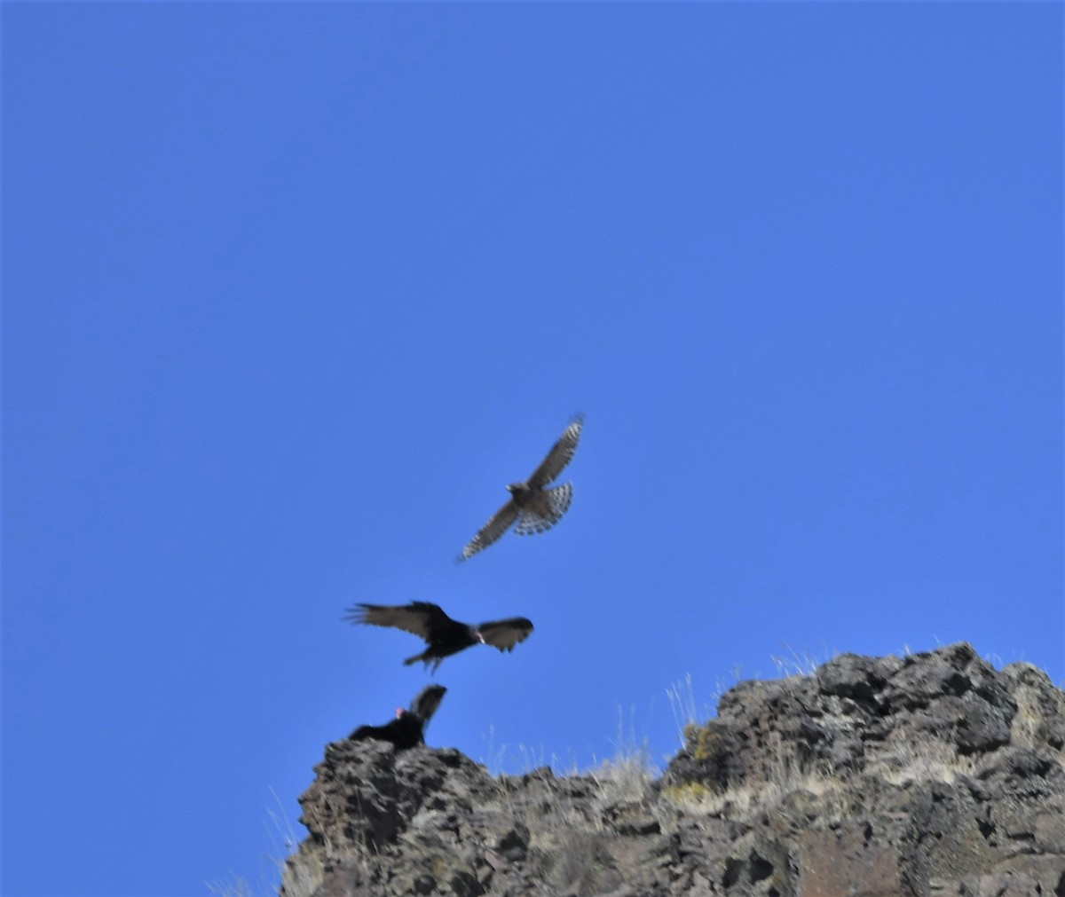 Red-shouldered Hawk - Josh Barstow