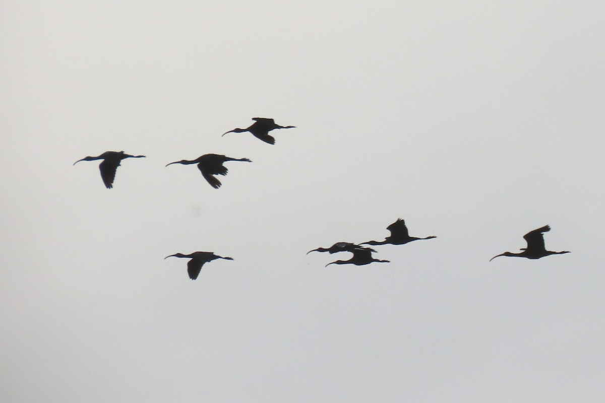 White-faced Ibis - ML477484511