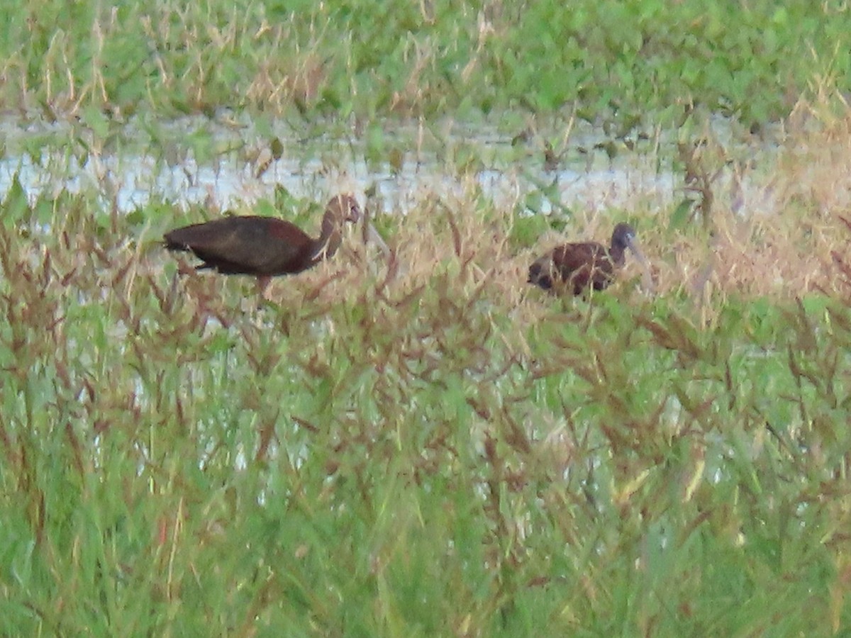 White-faced Ibis - ML477484521