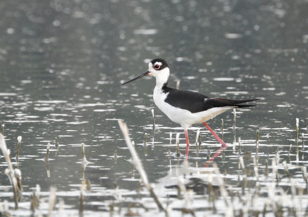 Black-necked Stilt - Kalin Ocaña