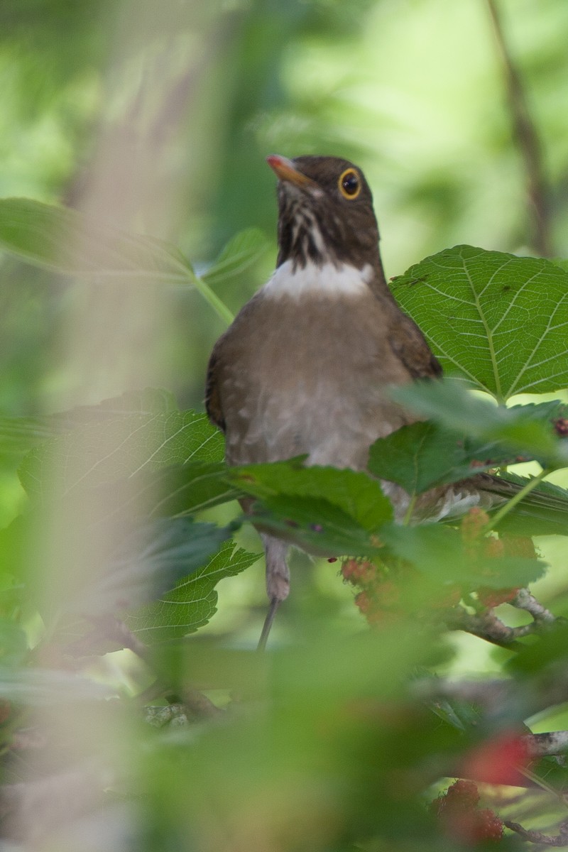 White-throated Thrush - ML477486961