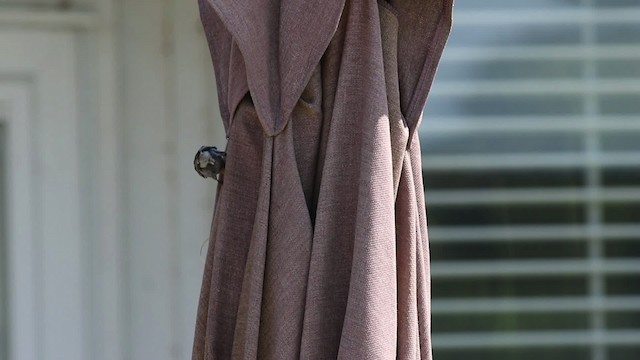 Sittelle à tête brune - ML477487