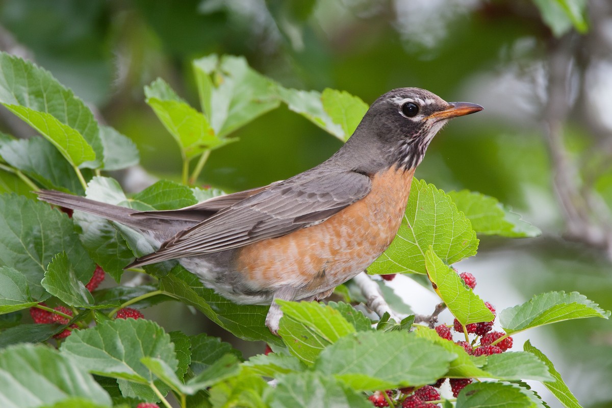 American Robin - ML477487141