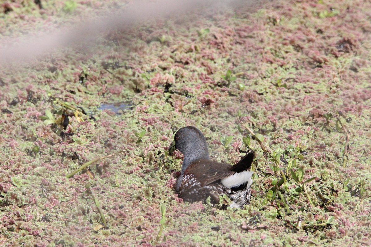 Gallinule à face noire - ML477487921