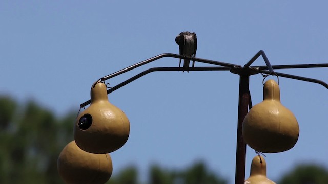 Purple Martin - ML477488