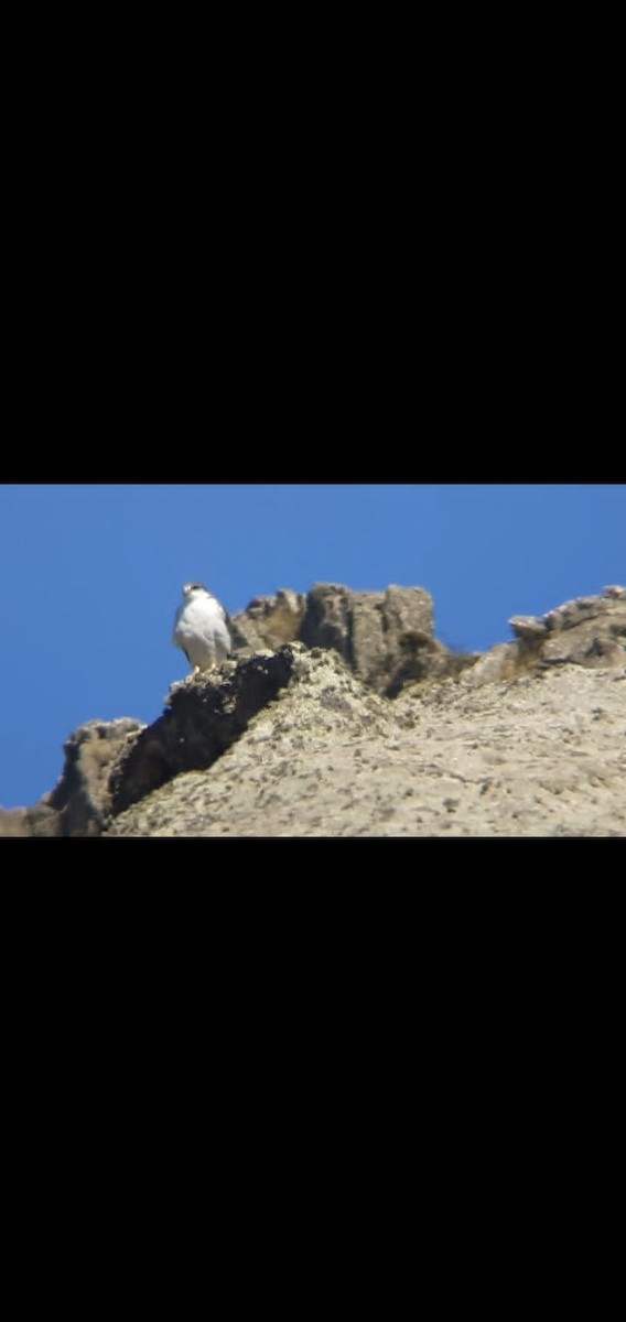 Variable Hawk - ML477488611