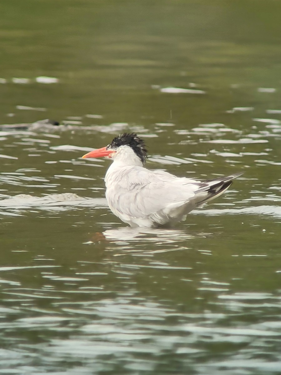 Caspian Tern - ML477488741