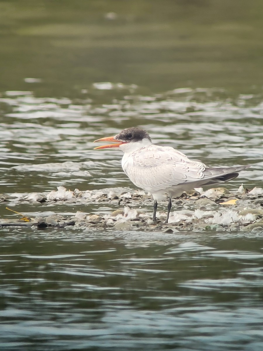 Caspian Tern - ML477488751