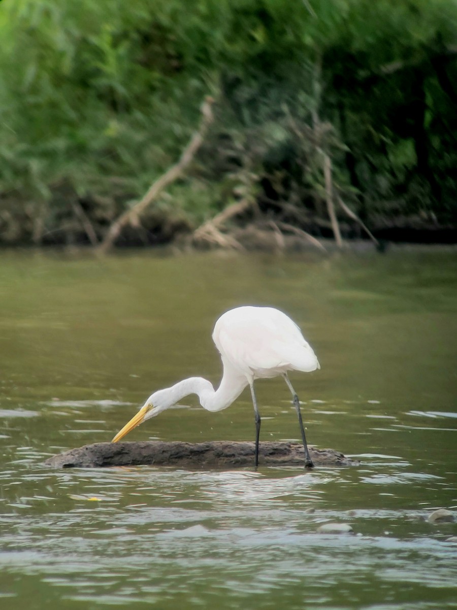 Great Egret - ML477488851