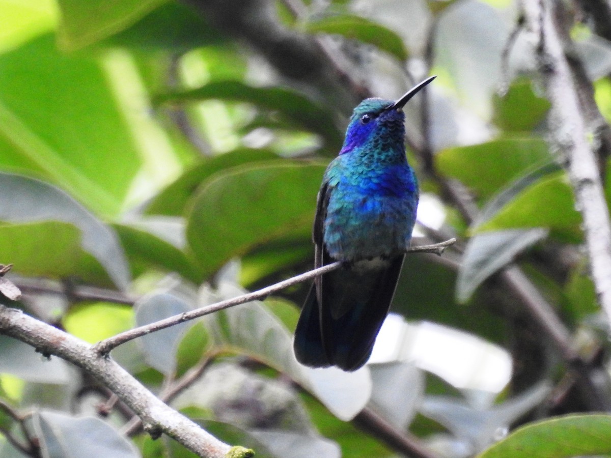 Mexican Violetear - ML477489571