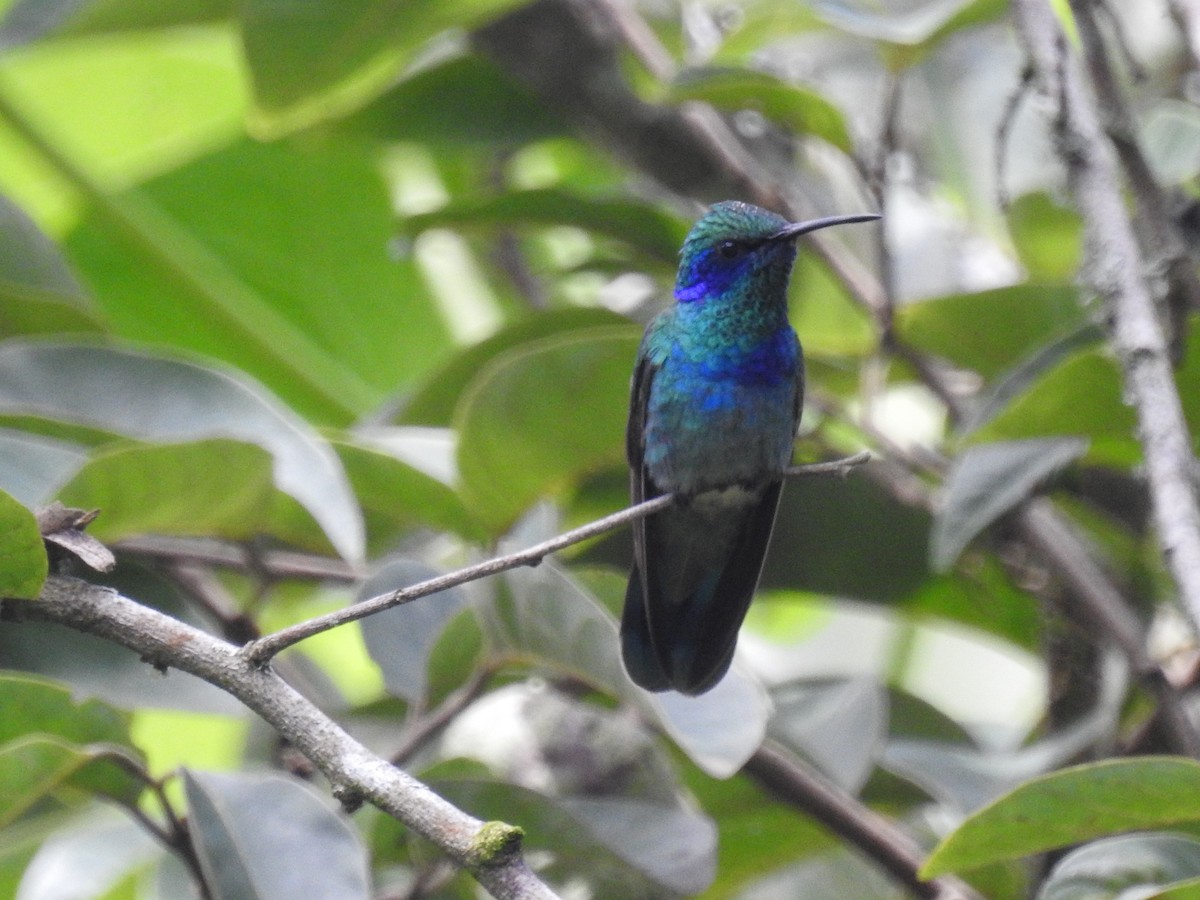 Mexican Violetear - ML477489581