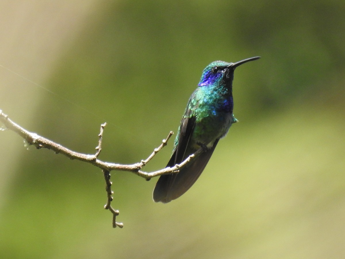 kolibřík zelený - ML477489591
