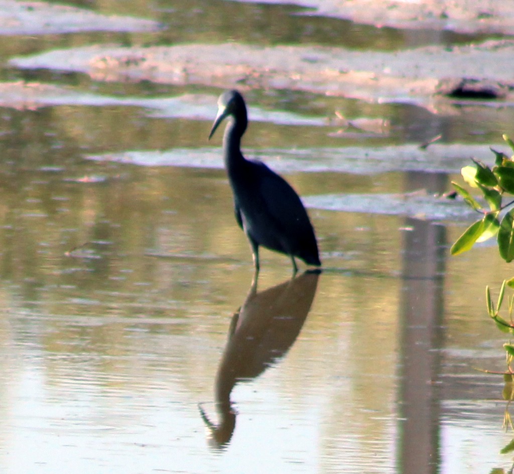 Little Blue Heron - ML47748971