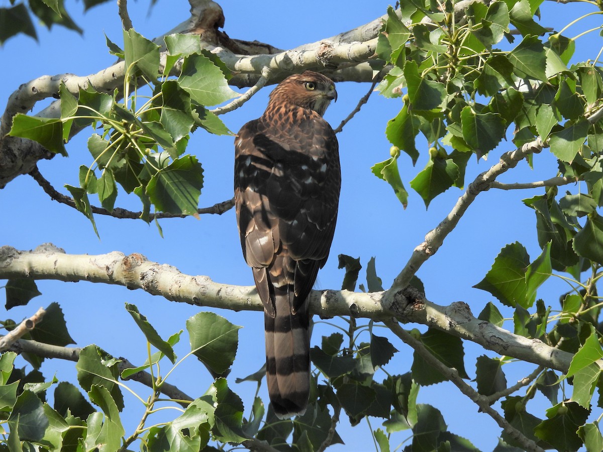Cooper's Hawk - ML477489951