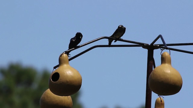 Purple Martin - ML477490