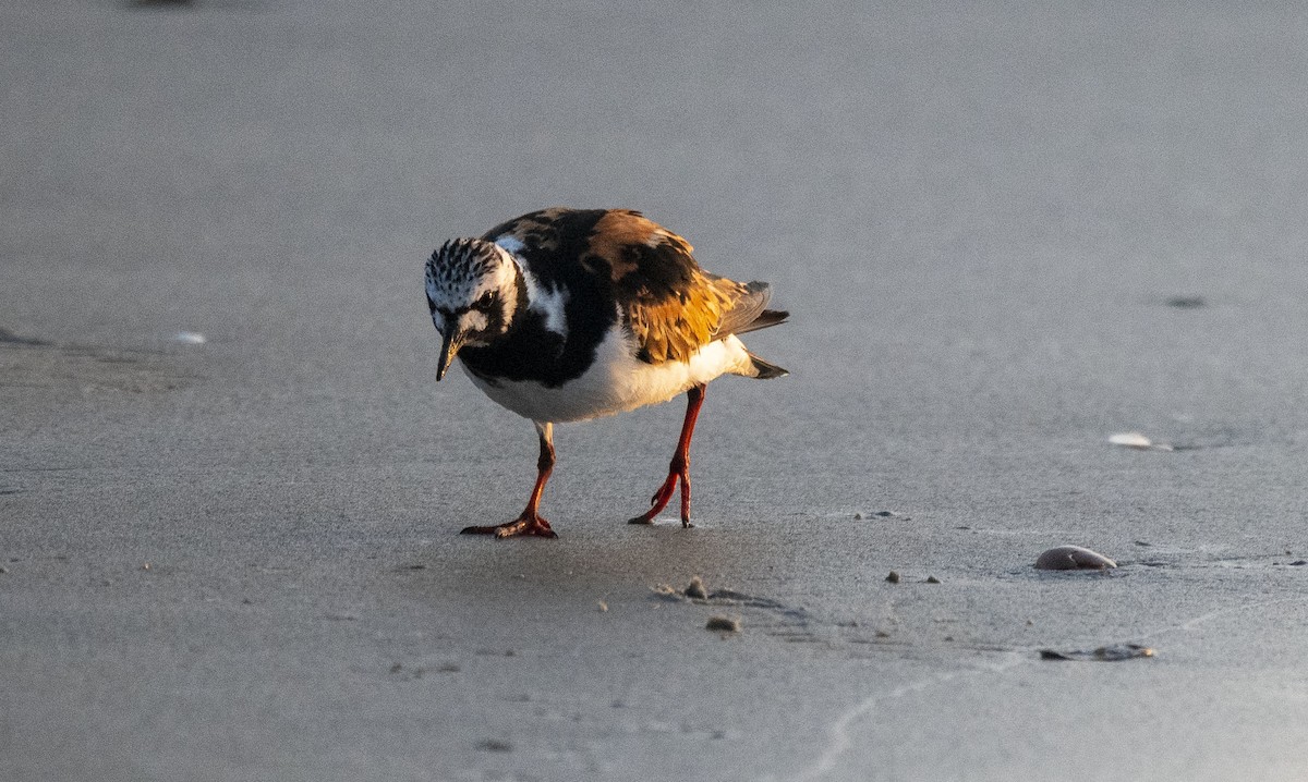 Ruddy Turnstone - ML477491491