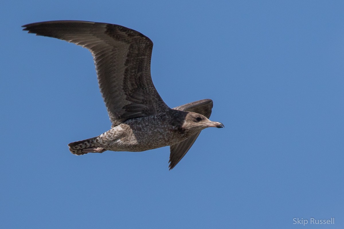 California Gull - ML477491571