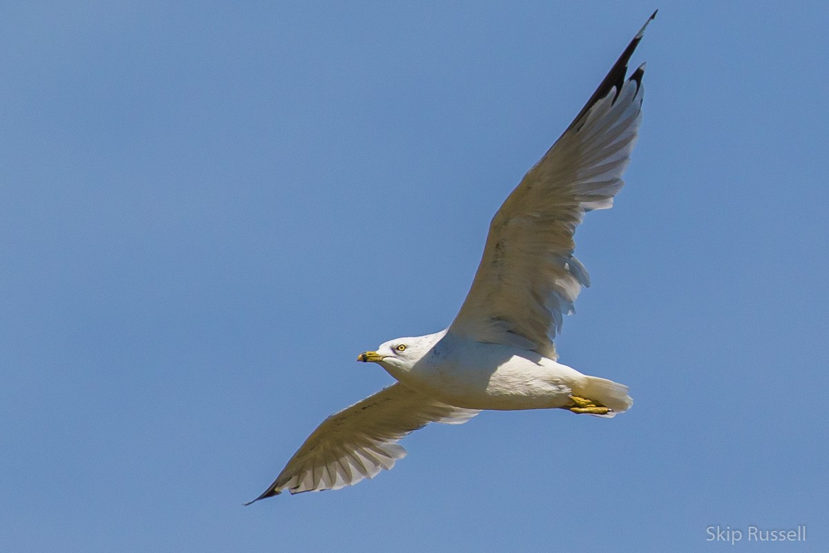 Ring-billed Gull - ML477491611