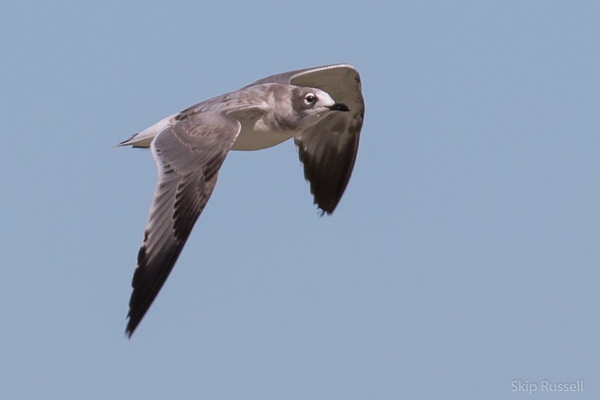 Franklin's Gull - ML477491741