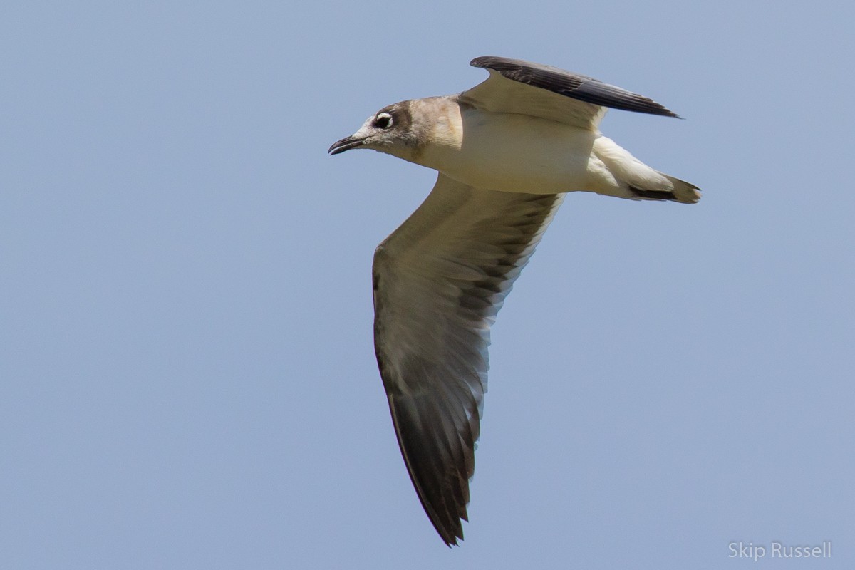 Franklin's Gull - ML477491761