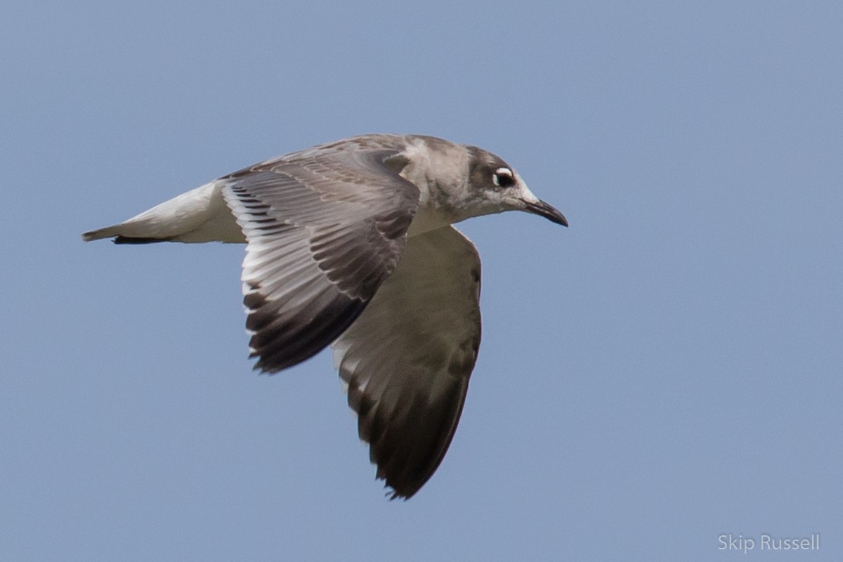 Franklin's Gull - ML477491771